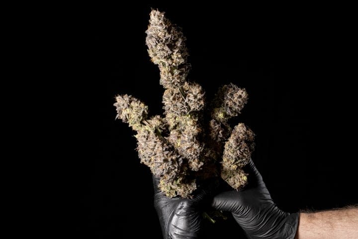 how do genetics affect cannabis buds