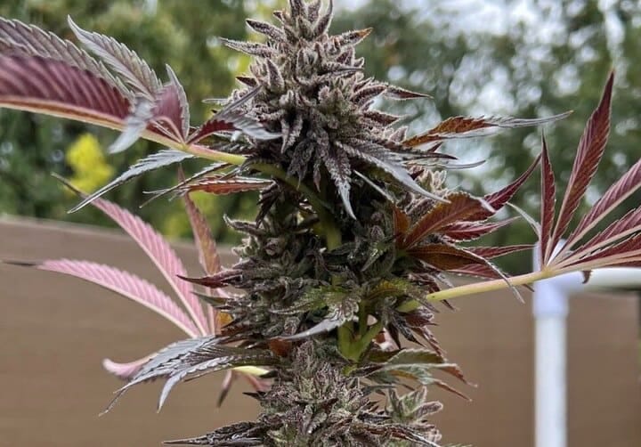 soil health is crucial to plant health