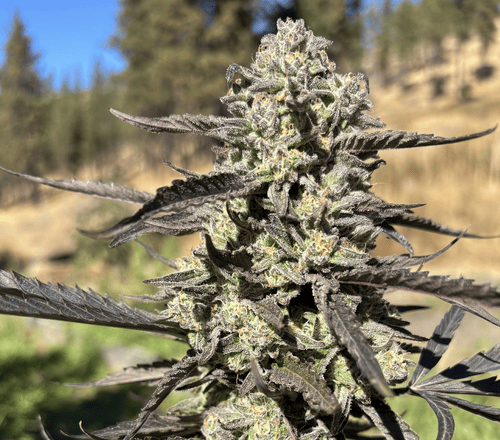 Seedsman Purple Oreoz F1