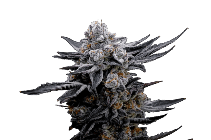 Seedsman Blood Moon Gelato