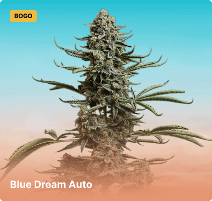 Seedsman Blue Dream Auto