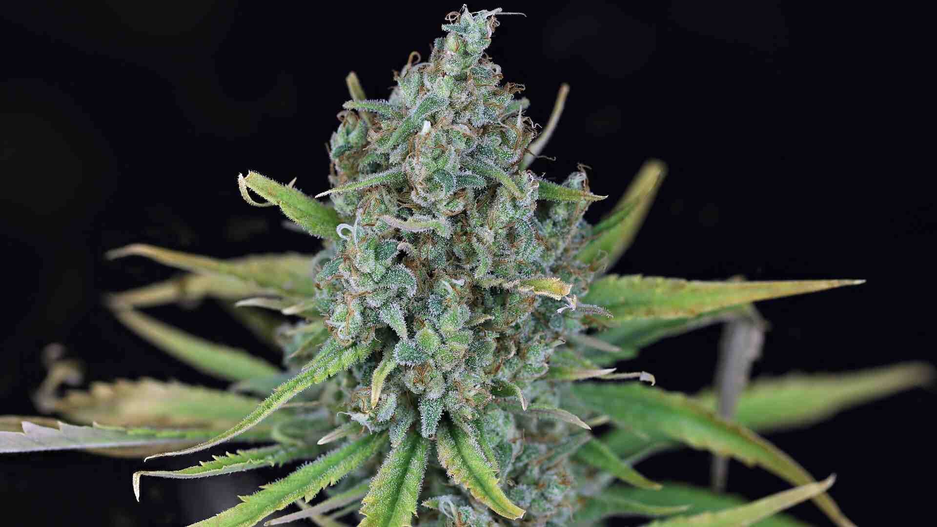 Seedsman Blue Dream FAST