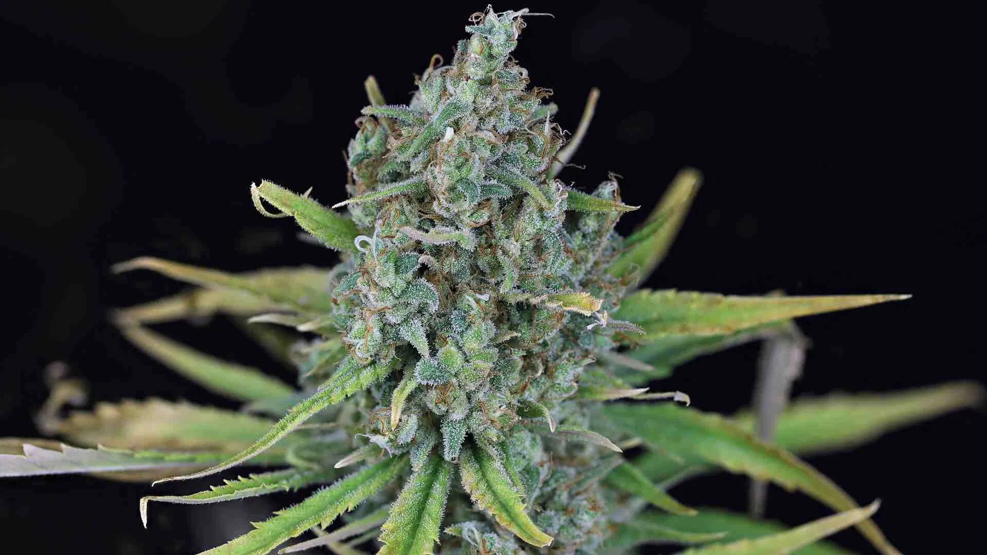 Seedsman Blue Dream FAST