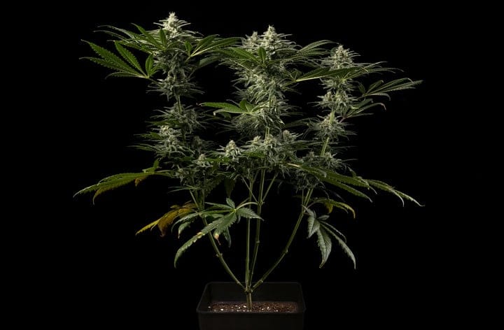 What is the cannabis flowering stage?
