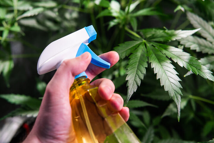 When should you apply Neem oil?