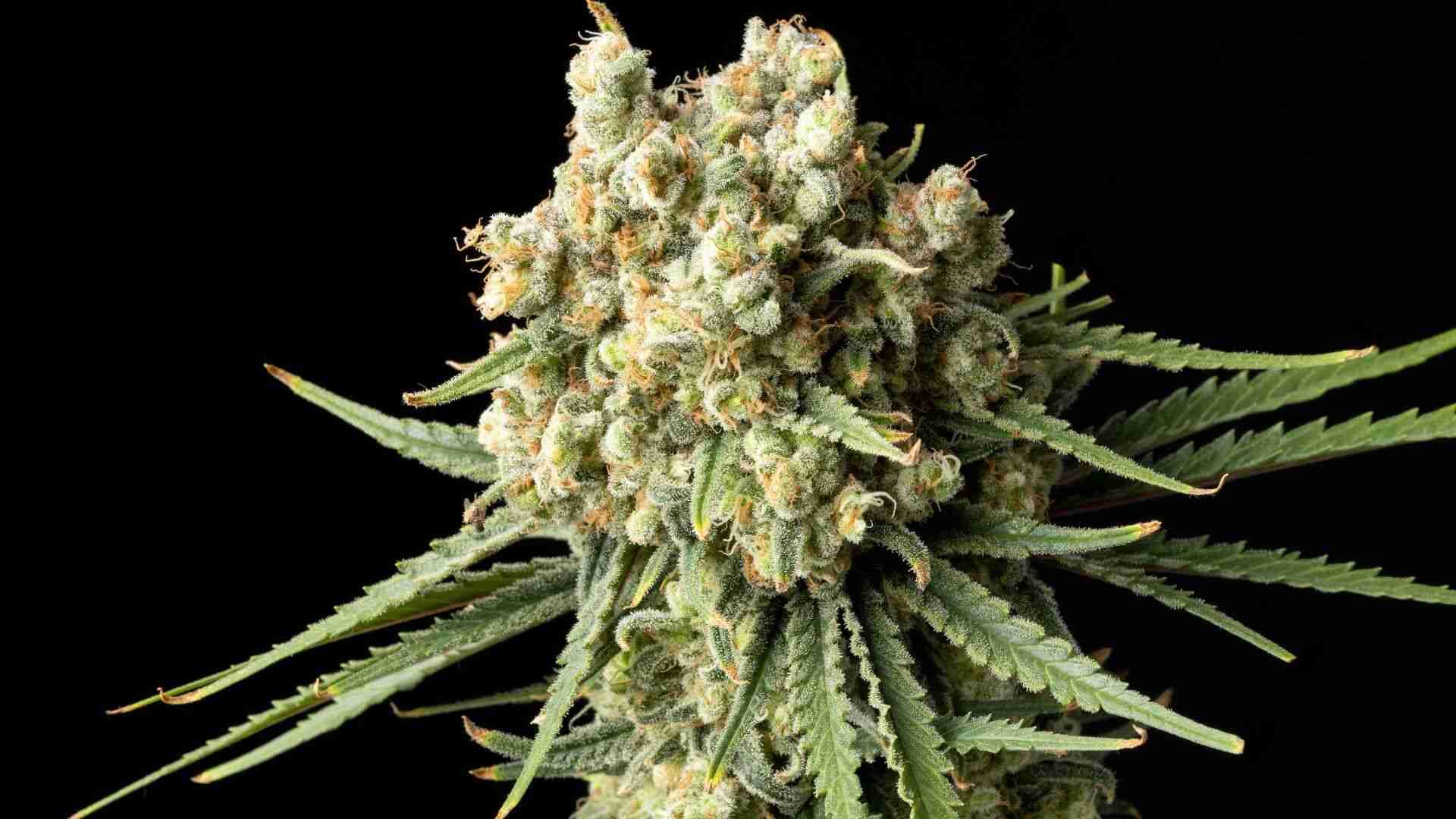 Seedsman Bruce Banger FAST