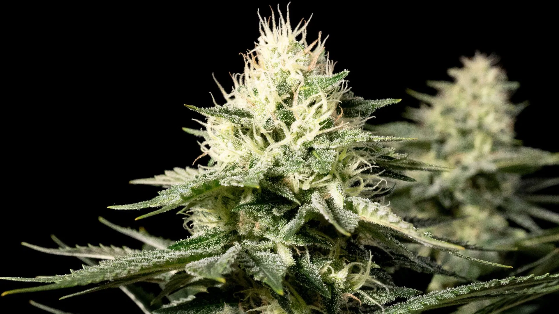 Seedsman Bruce Banger FAST