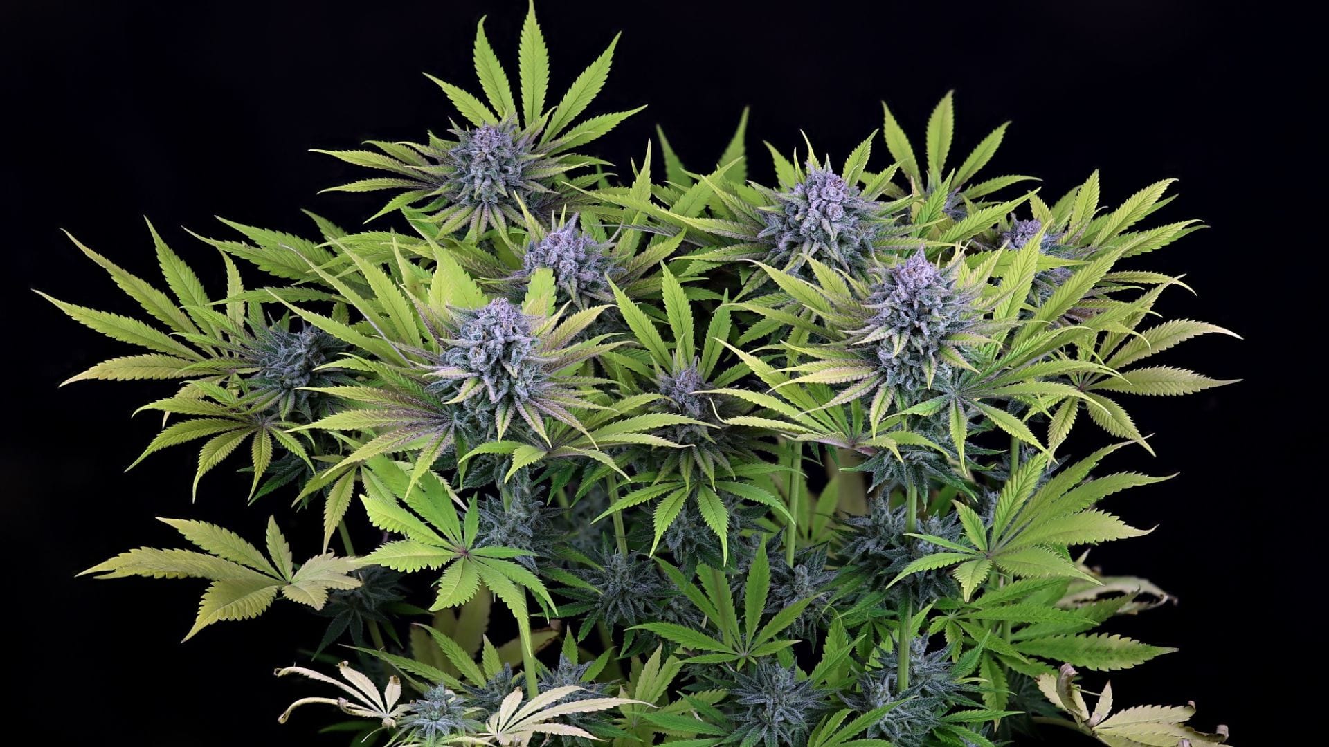 Adjust nutrient ratiios for good flowering