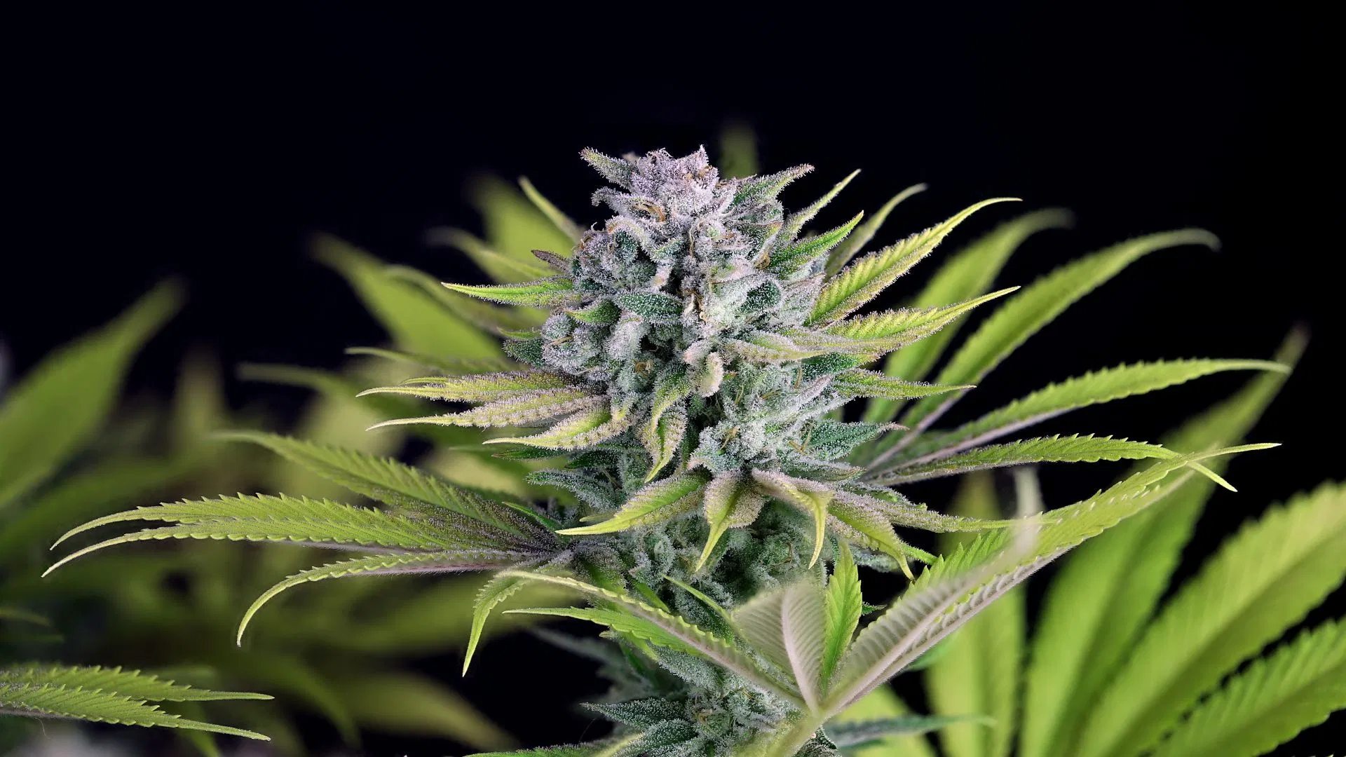 Seedsman's Bubba Cheesecake
