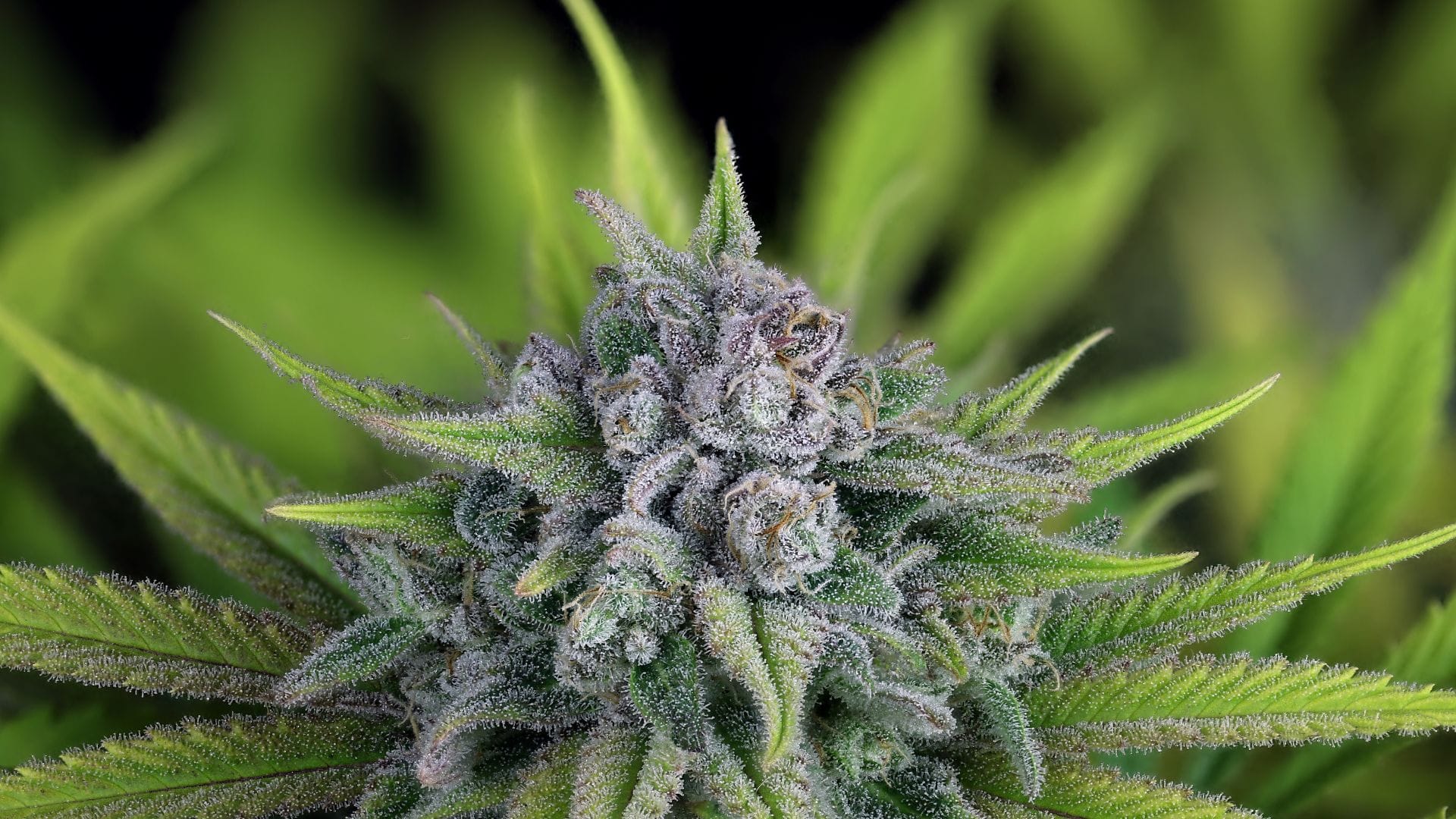 Seedsman's Bubba Cheesecake has true couch-lock power