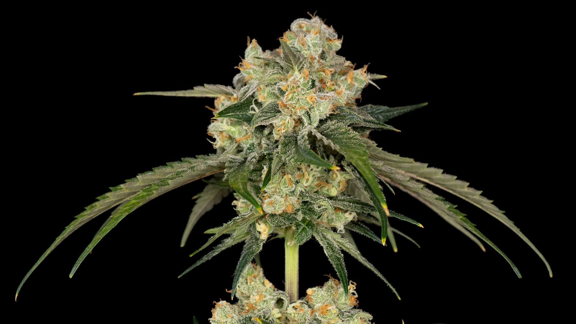 Seedsman Bubba Cheesecake fetaures Bubba Kush genetics