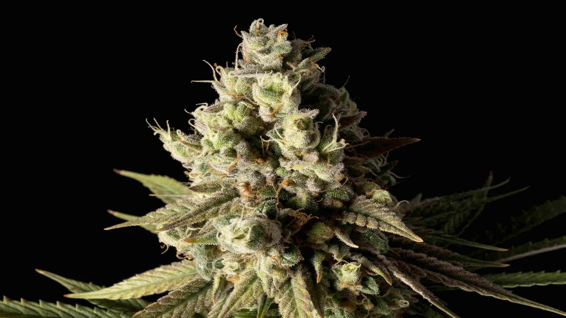 Seedsman Bubba Kush
