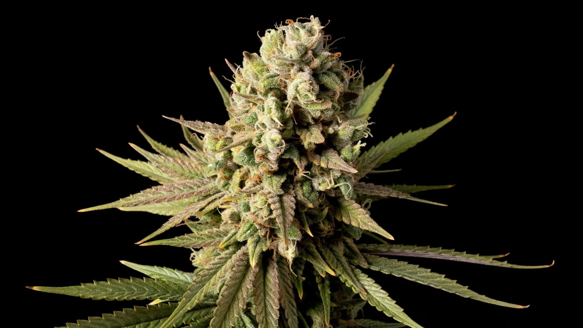 Bubba Kush by Seedsman