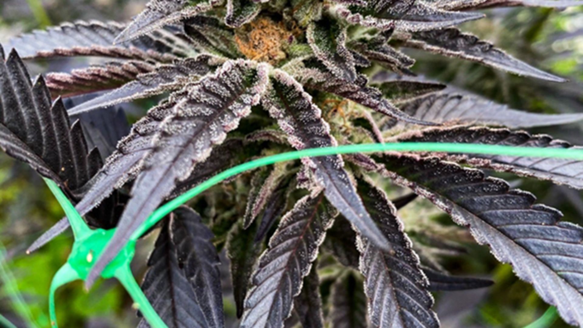 Bud rot on cannabis flower