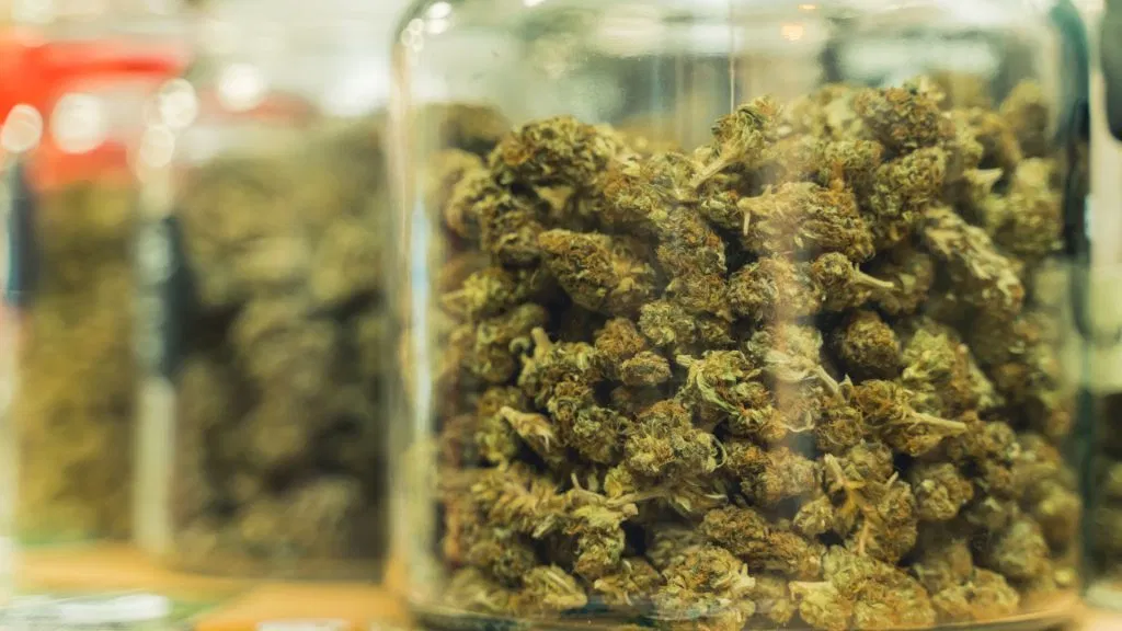 Cannabis Buds Curing In Glass Jar