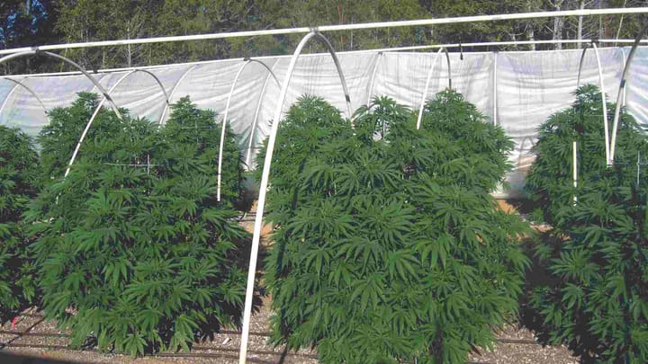 high yielding outdoor cannabis