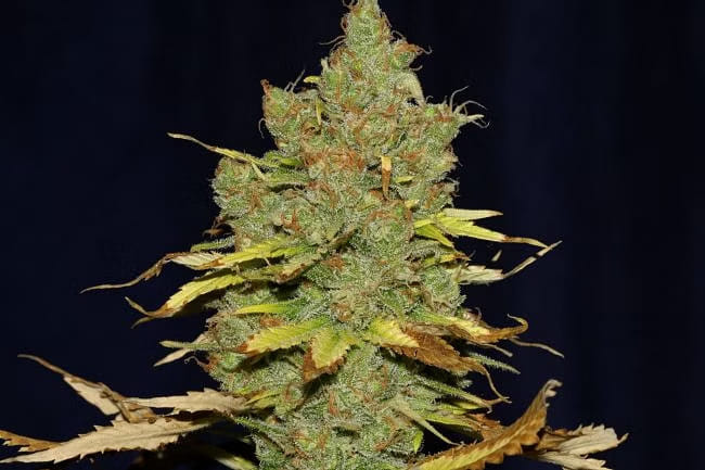 C99 X Blueberry FAST