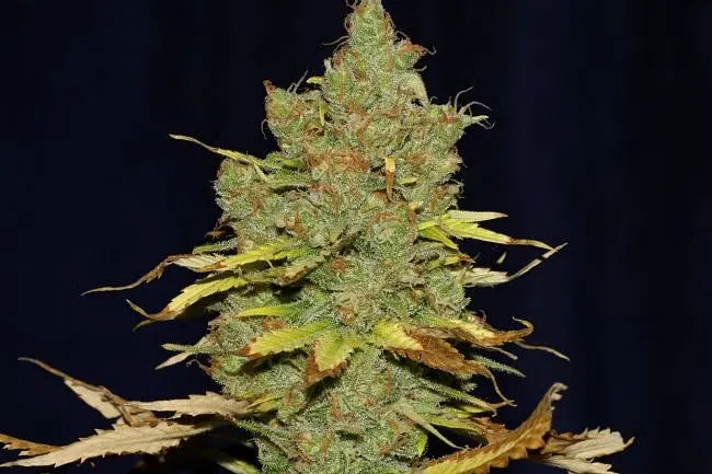 C99 X Blueberry FAST