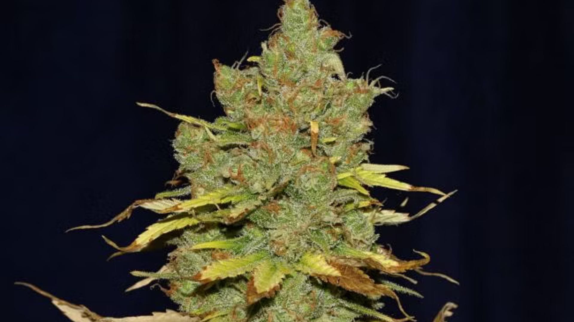 Seedsman's C99xBlueberry FAST
