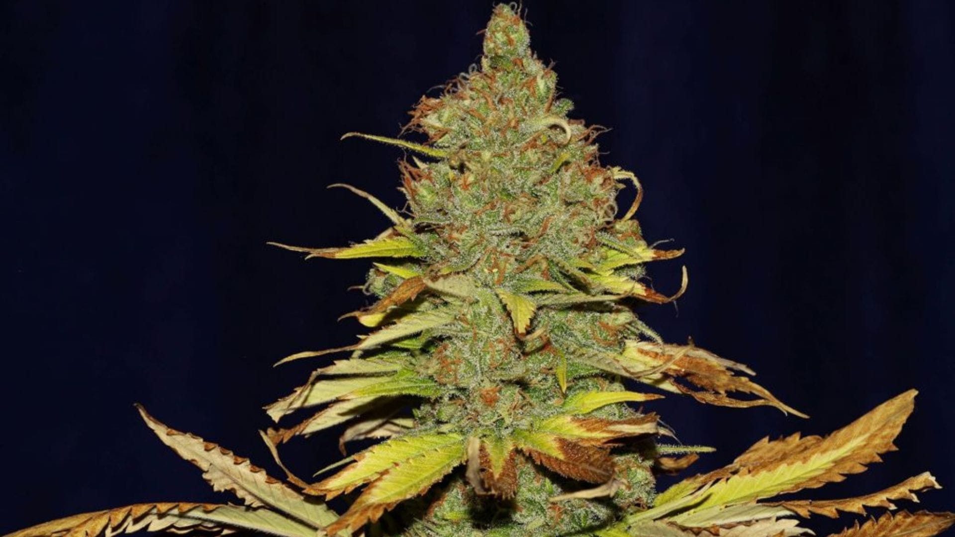 C99 X Blueberry FAST by Seedsman