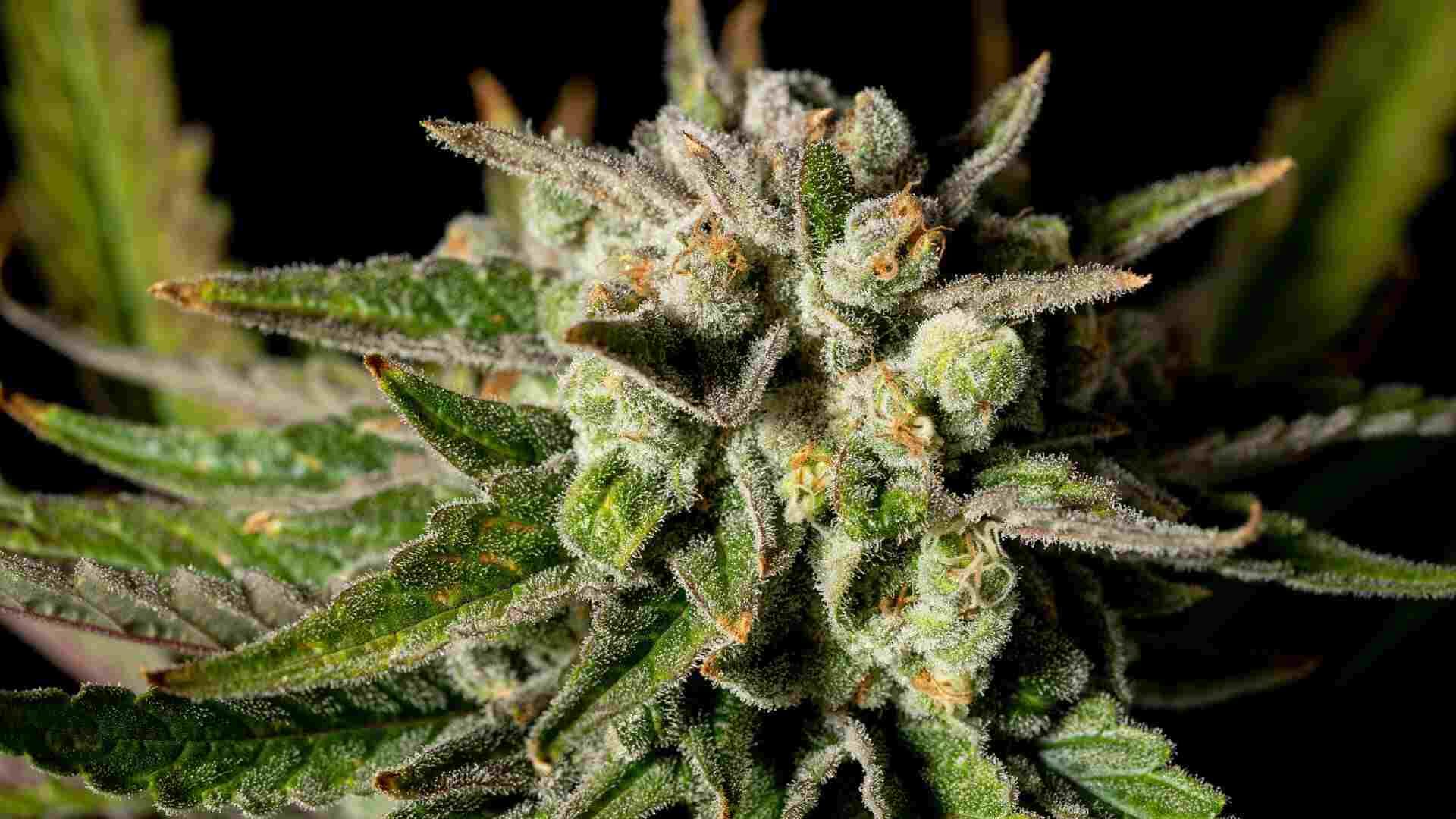 Seedsman C99 X Blueberry FAST