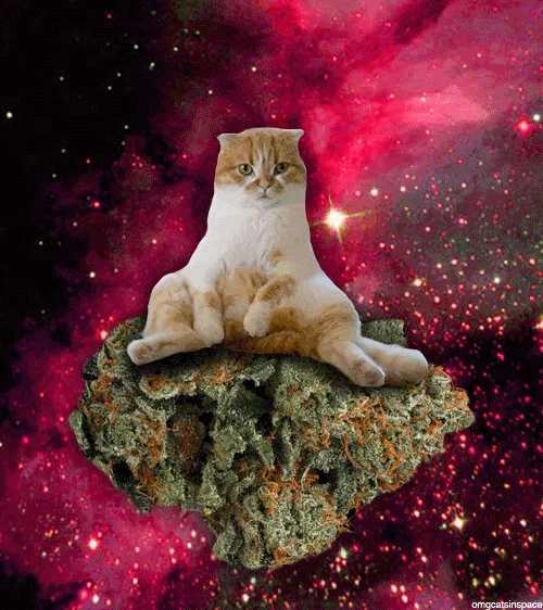 Cat Piss