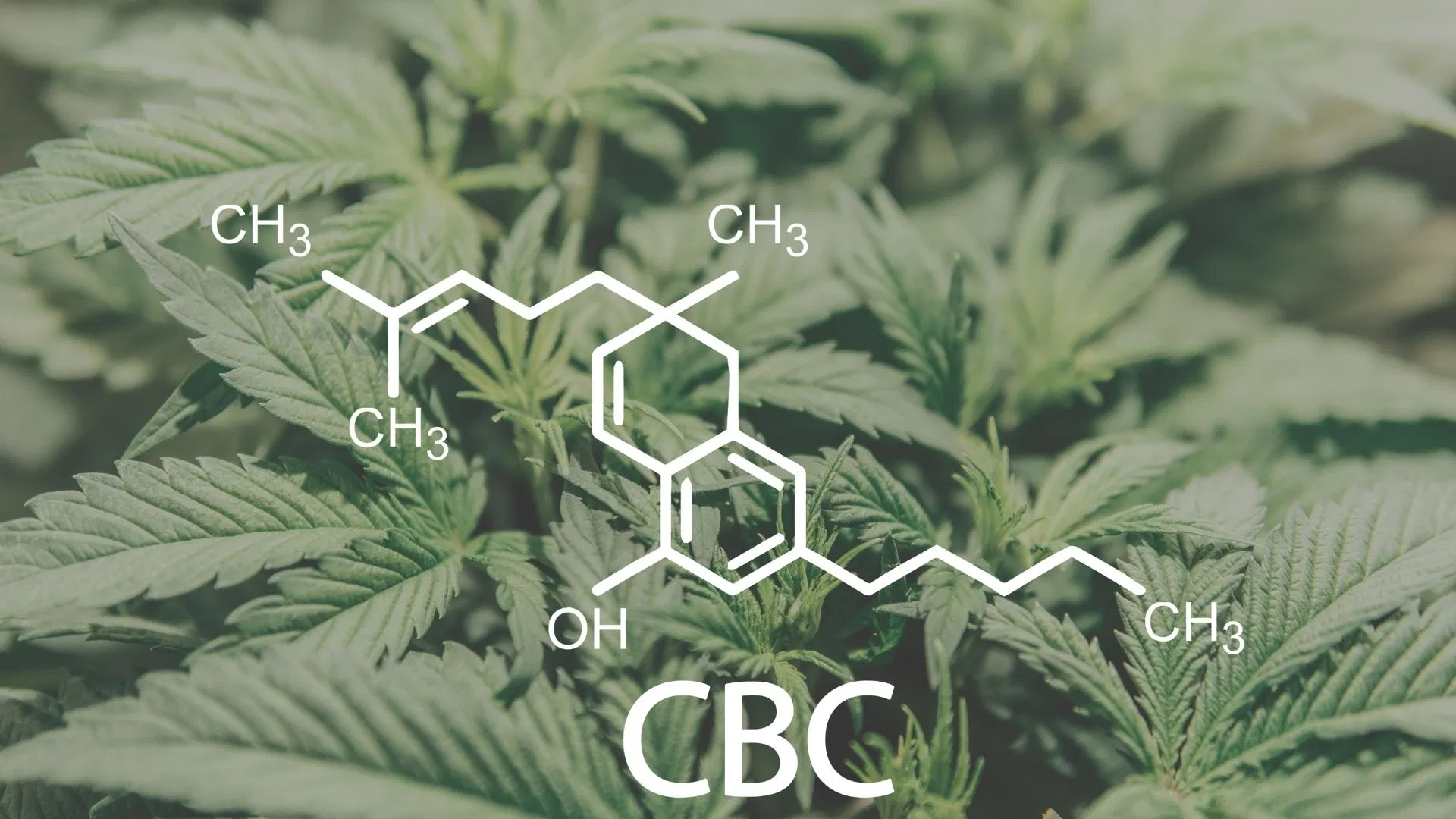 Formula for CBC