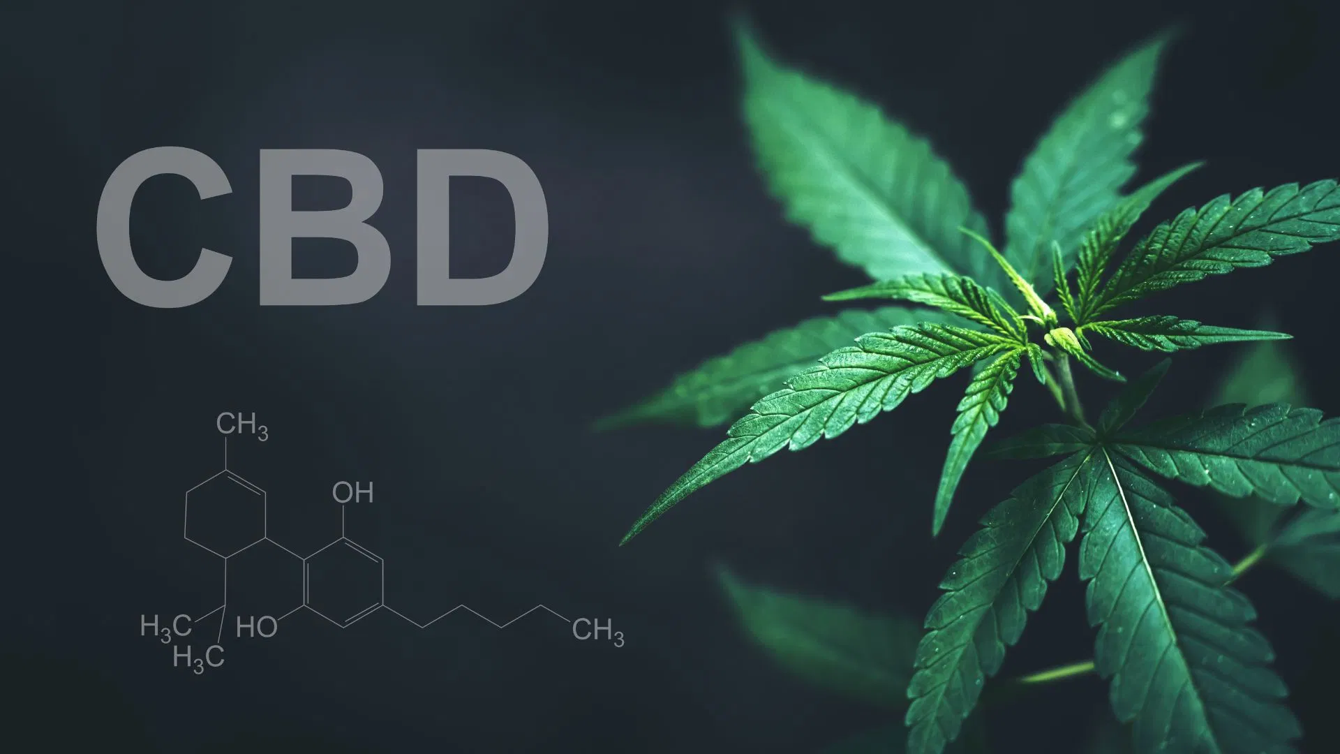 CBD Leaf with chemical structure