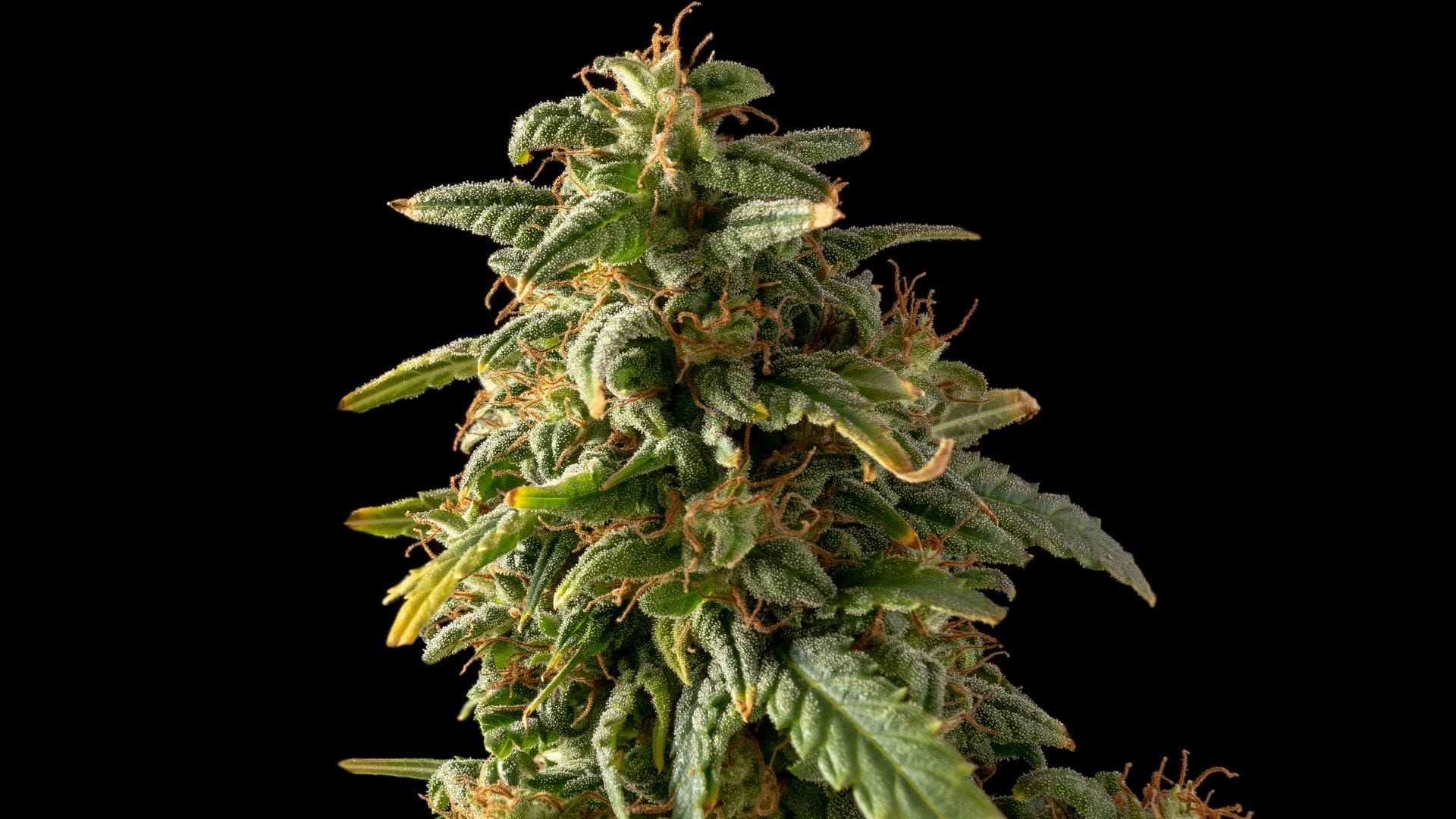 CBG Relief Auto calms body and mind