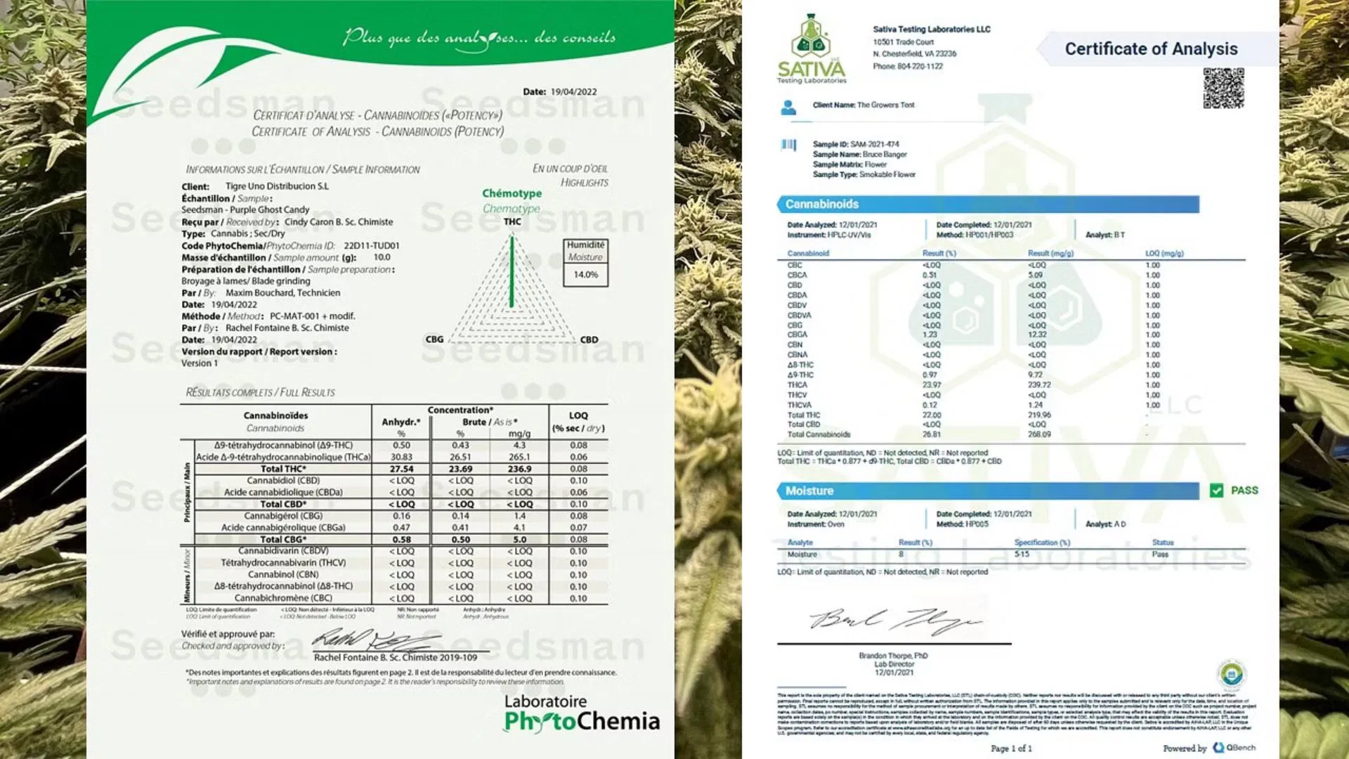 Certificate of Analysis COA best cannabis seeds