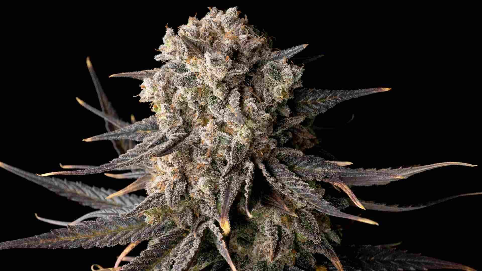 Seedsman Cali Critical Mass