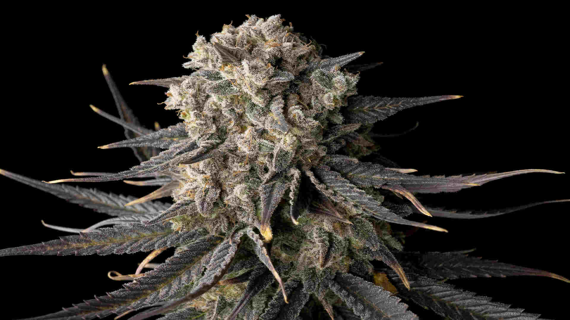 Seedsman Cali Critical Mass