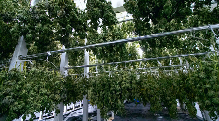 Cannabis buds drying