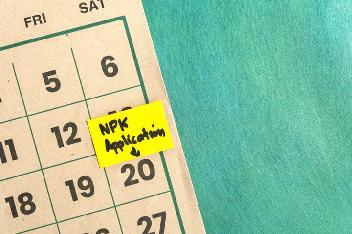 cannabis feeding schedule