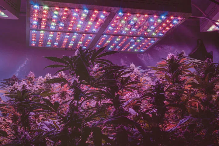 what kind of lights for an indoor grow