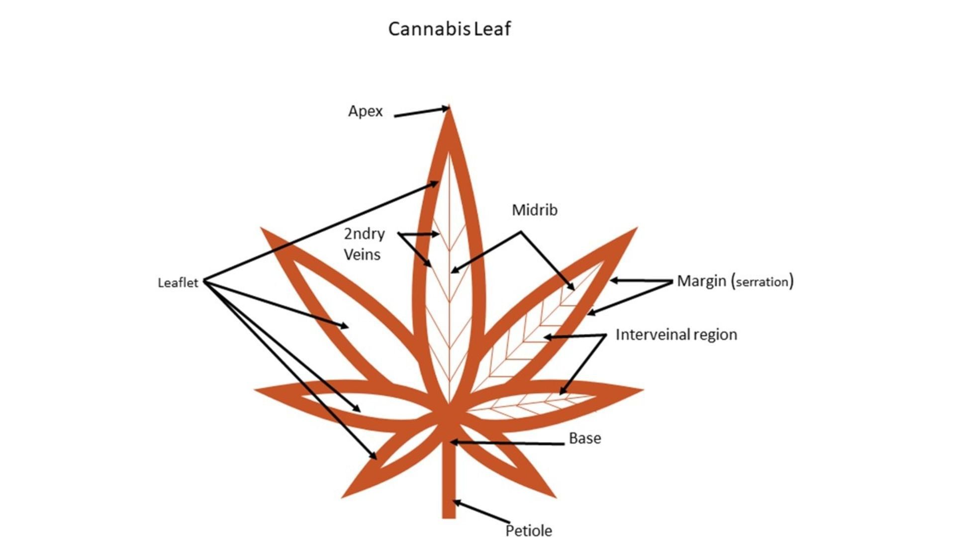 cannabis leaf anatomy