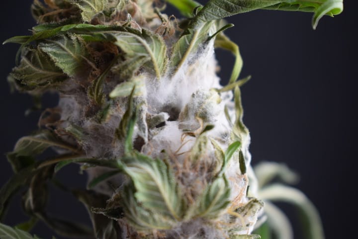 moldy cannabis flower