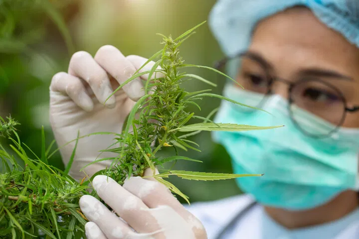 Cannabis Research