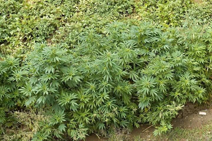 cannabis ruderalis
