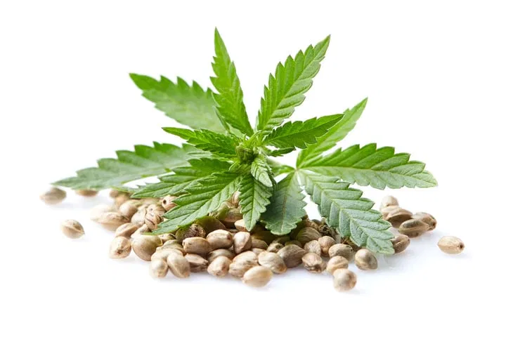 cannabis seeds
