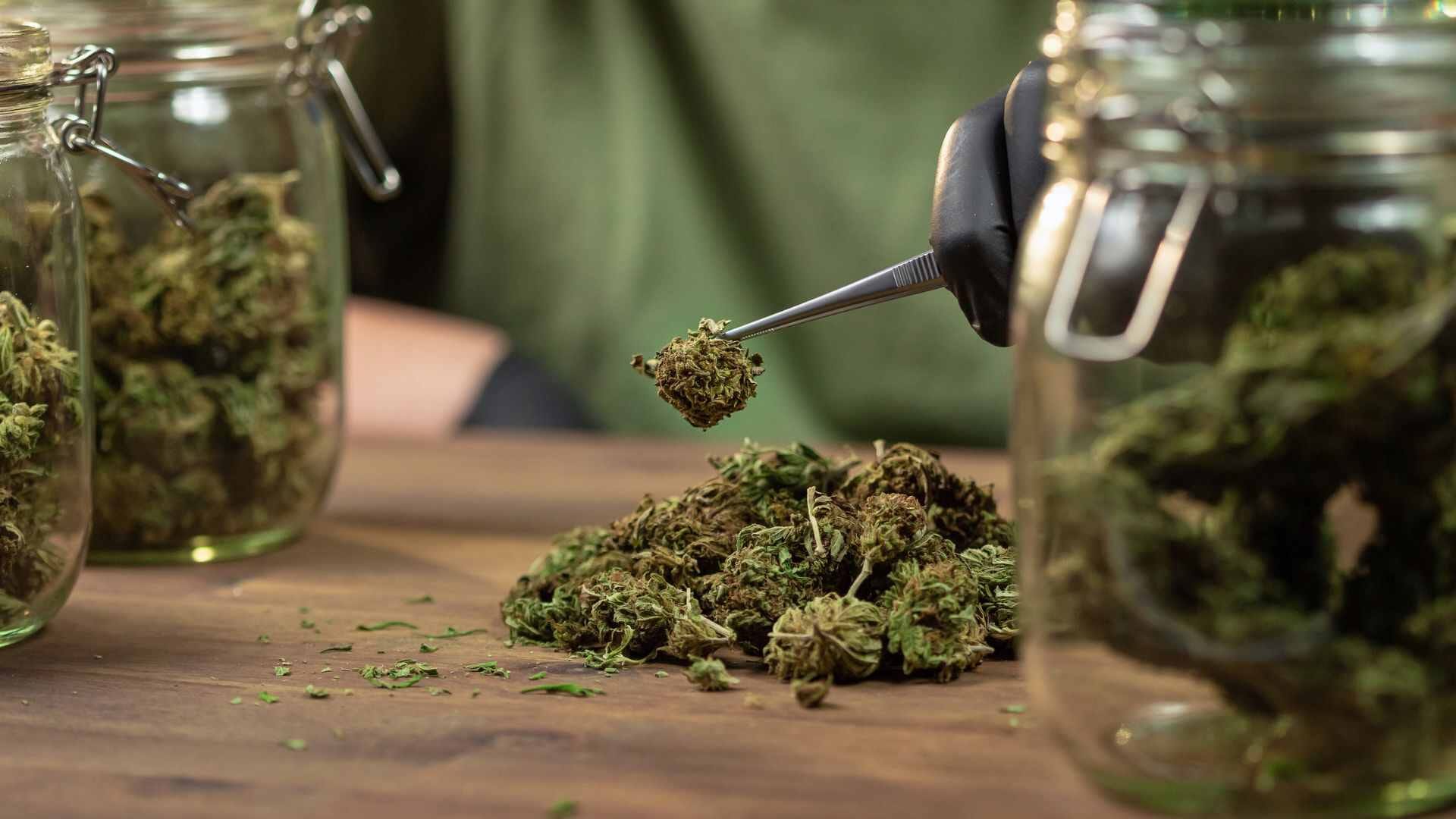 Cannabis yield is determined by numerous factors