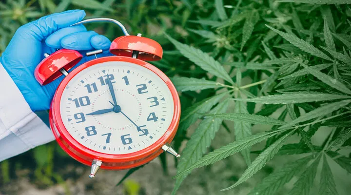 autoflowering strains save time