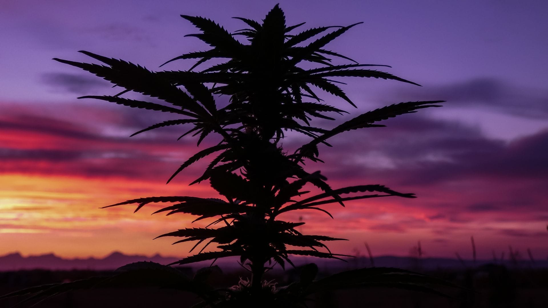 cannabis at night