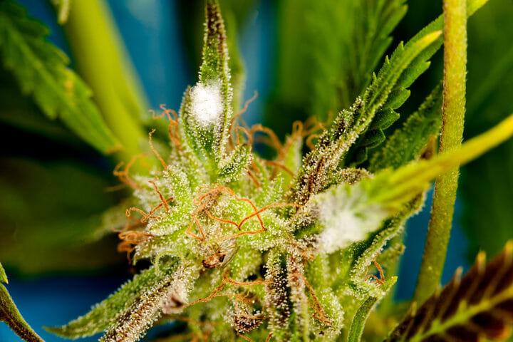 bud rot on cannabis