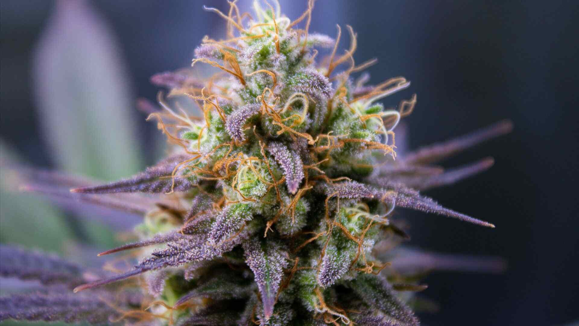 cannabis bud