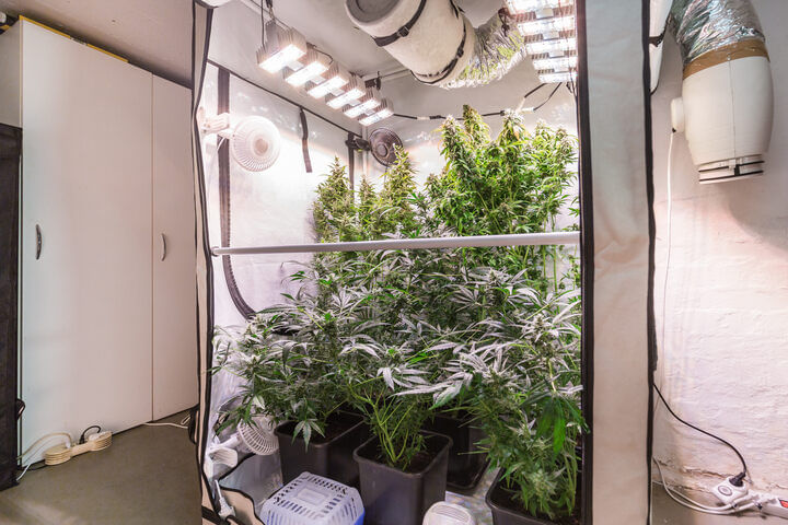 growing cannabis indoors in a tent