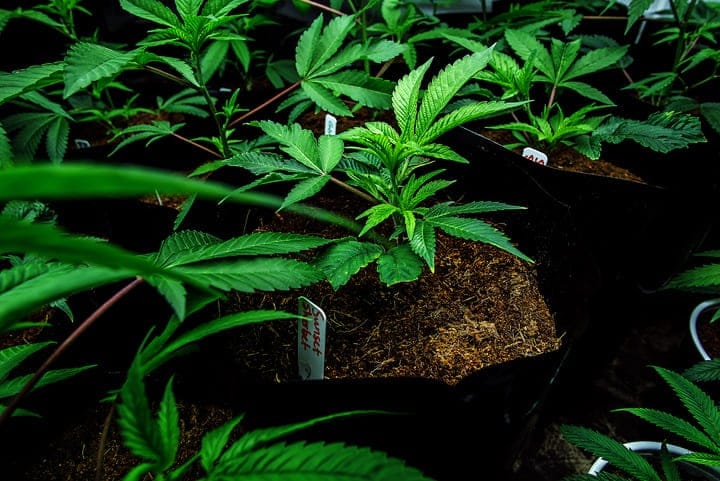 ideal pH for cannabis in coco