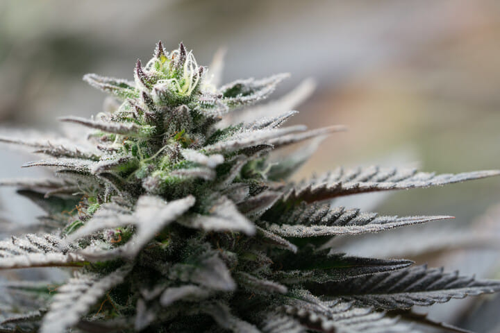 how to cultivate weed in continental climate