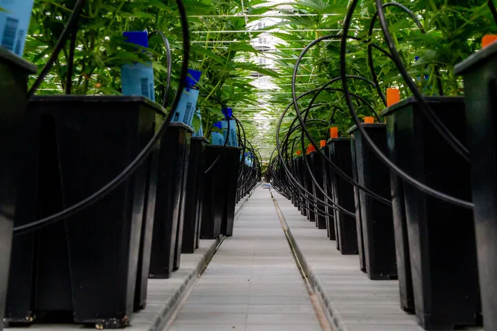 Cannabis nutrients in hydroponic setup
