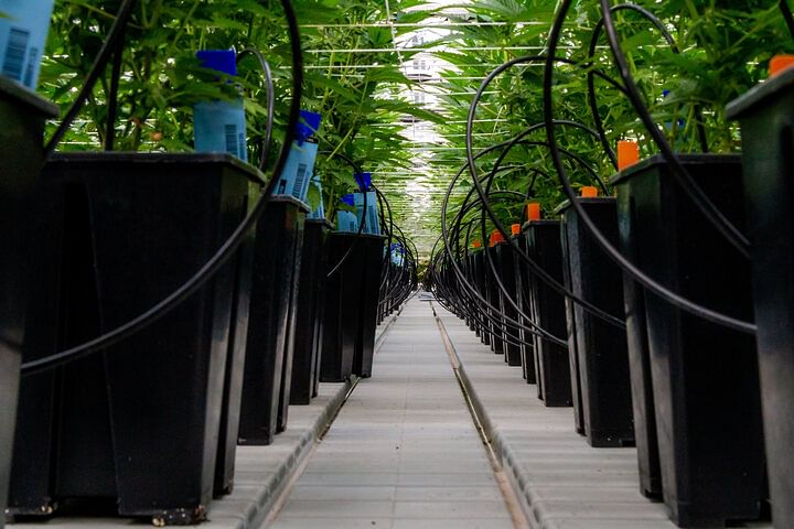 Cannabis nutrients in hydroponic setup